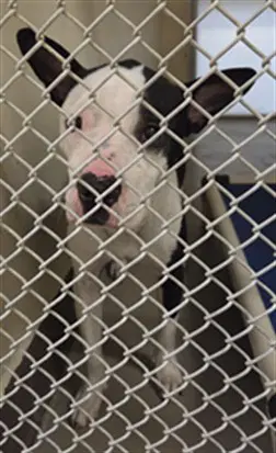 Clarice - Terrier