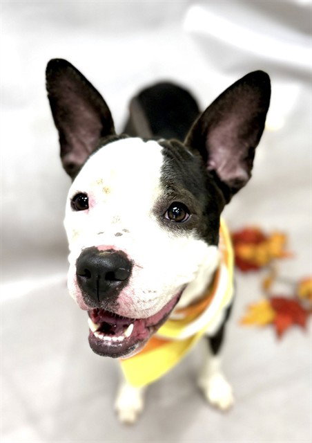 Clarice, Terrier / Mixed (medium coat)