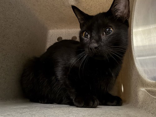 Scarlett, Domestic Short Hair (medium coat)