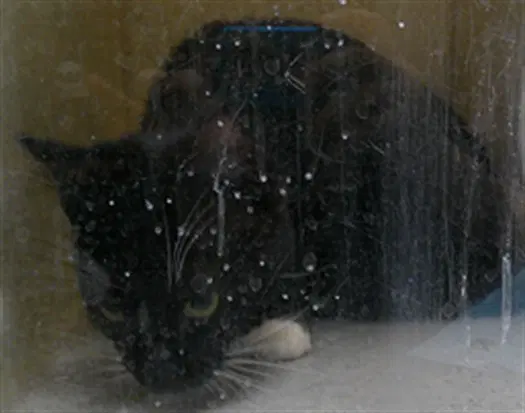 Cricket - Domestic Short Hair