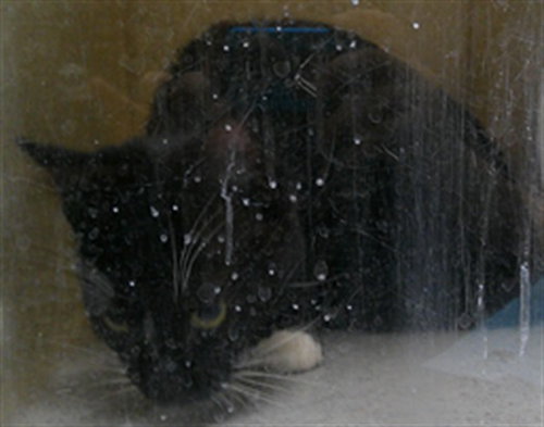 Cricket, Domestic Short Hair (medium coat)