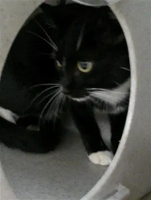 Priscilla - Domestic Short Hair