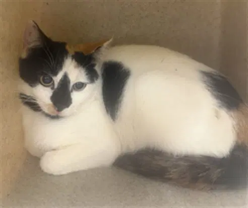 Tina - Domestic Short Hair