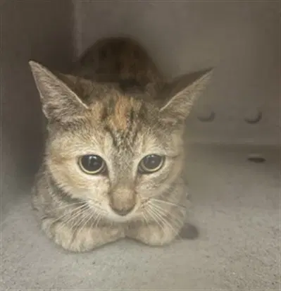 Caico - Domestic Short Hair
