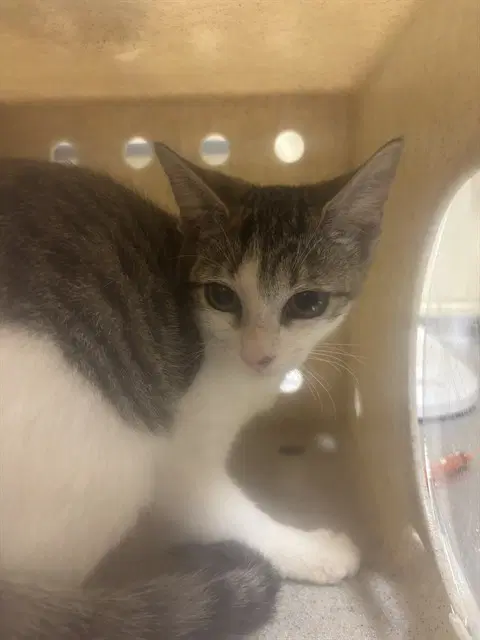 Piper - Domestic Short Hair