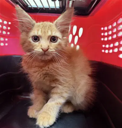 Mr Man - Domestic Short Hair