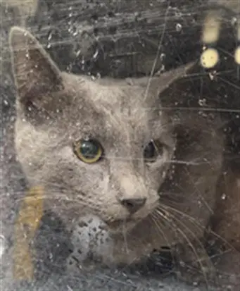Cupid - Domestic Short Hair
