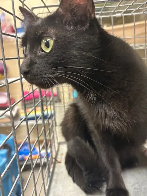 Mary - Domestic Short Hair