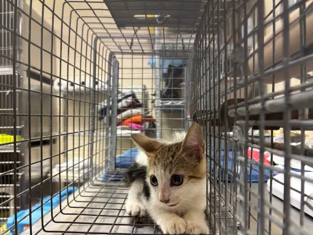 Edgar - Domestic Short Hair