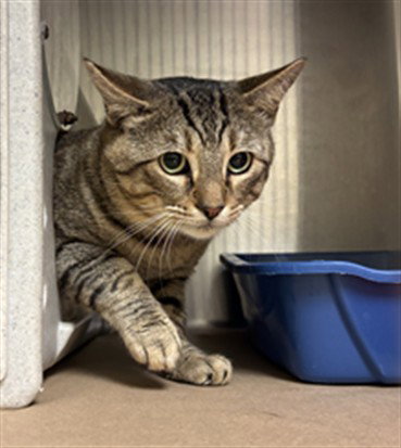 Pickles, Domestic Short Hair (medium coat)