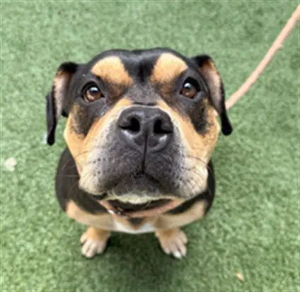 Susan - American Pit Bull Terrier