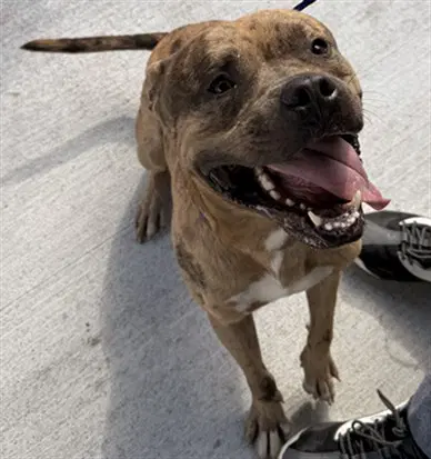 Peanut - American Staffordshire Terrier
