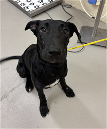 Miranda, Labrador Retriever / Mixed (medium coat)