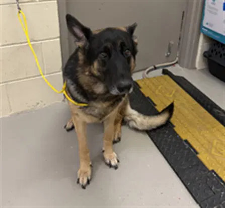 Luna - German Shepherd Dog