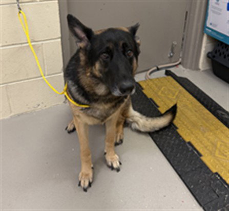 Luna, German Shepherd Dog (medium coat)