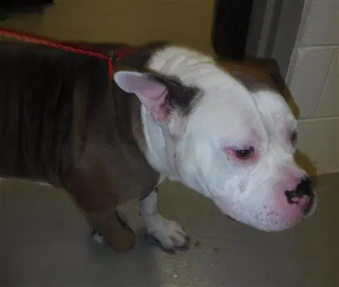 Briggs - English Bulldog