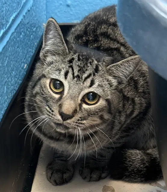 Hermes - Domestic Medium Hair