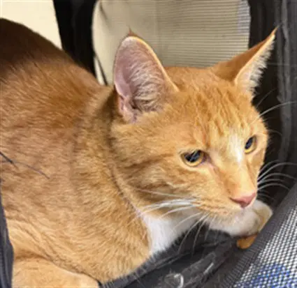 Tigger - Domestic Short Hair