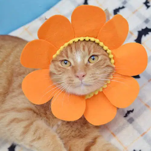 Tigger - Domestic Short Hair