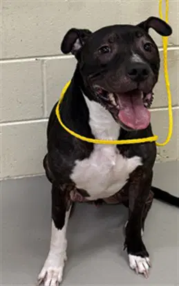 Gonta - American Staffordshire Terrier