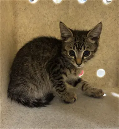 Marv - Domestic Short Hair