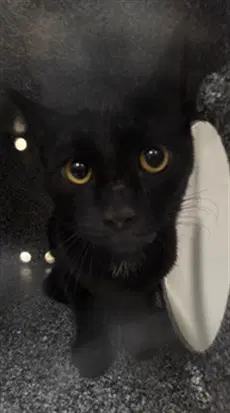 Colt - Domestic Short Hair