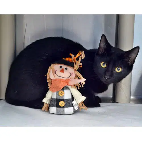 Colt - Domestic Short Hair
