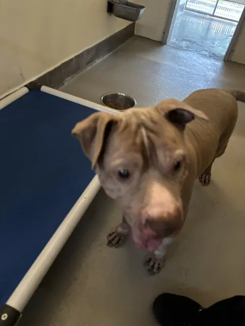 Diablo - Pit Bull Terrier