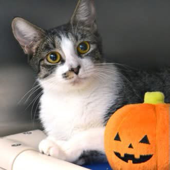 PUMPKIN
