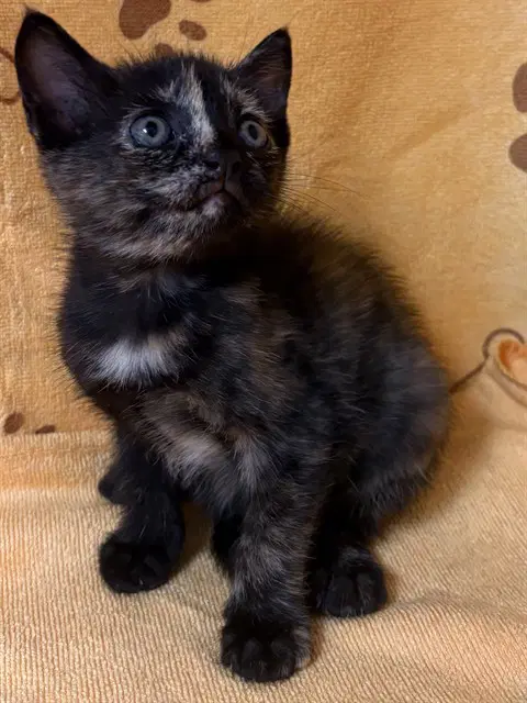 Sparky - Domestic Short Hair