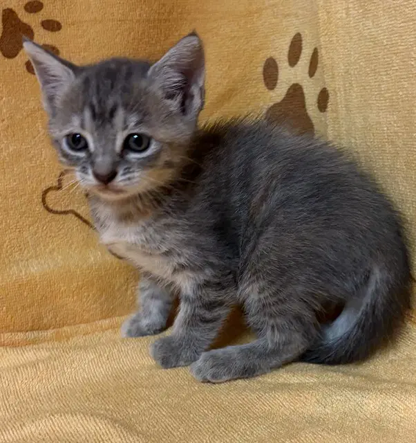 Astrid - Domestic Short Hair