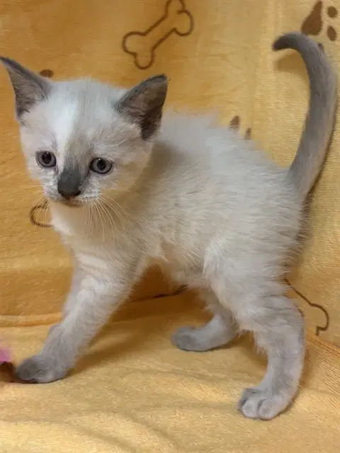 Ember - Siamese