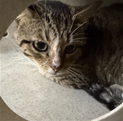 WORKING CAT