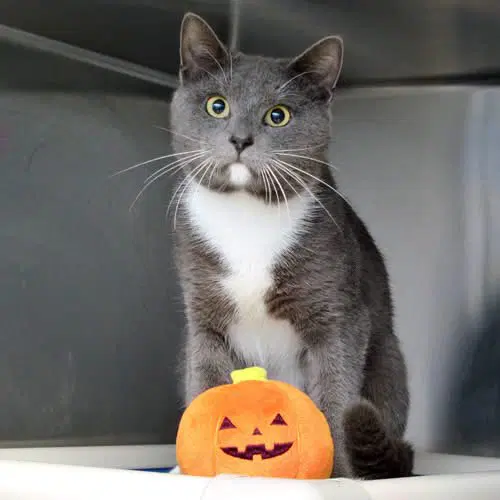 Neptune - Domestic Short Hair