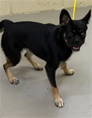 Lola - Chihuahua