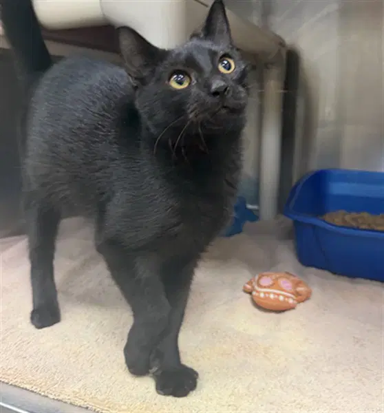 Spooky - Domestic Short Hair