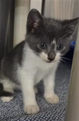 Endicott - Domestic Short Hair