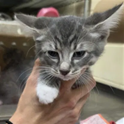 Adelaide - Domestic Short Hair