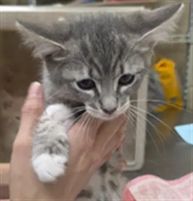 Lorna - Domestic Short Hair