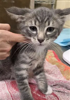 Quincy - Domestic Short Hair