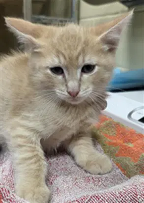 Fred - Domestic Short Hair