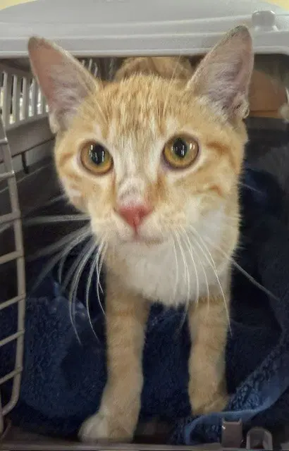 Latte - Domestic Short Hair