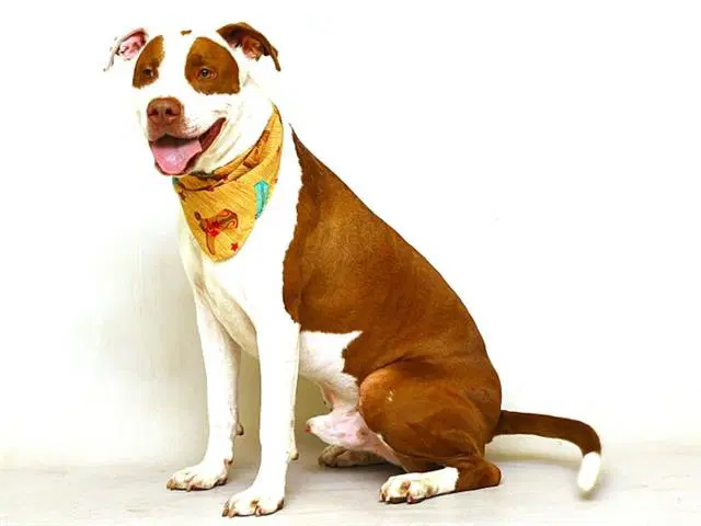 Justicerocko - Pit Bull Terrier