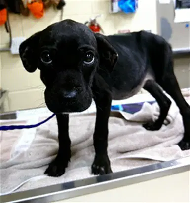 Lyla - Labrador Retriever