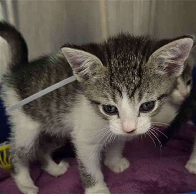 Anthony - Domestic Short Hair