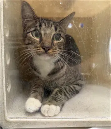 Sierra - Domestic Short Hair
