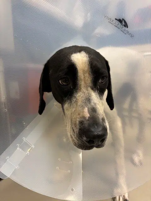 Dixie - German Shorthaired Pointer