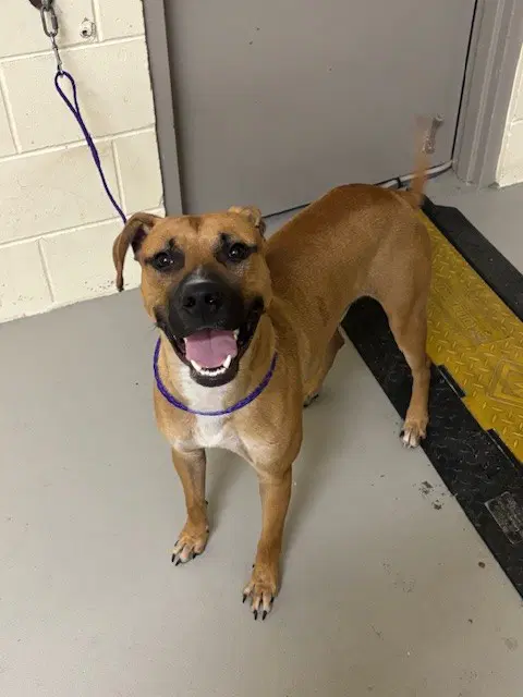 Grimm - Black Mouth Cur