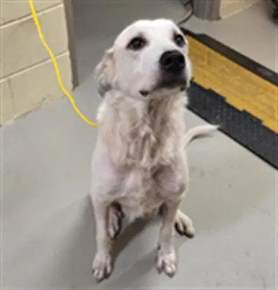 Moon - Great Pyrenees