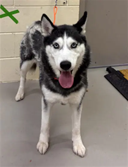 Carrie - Siberian Husky